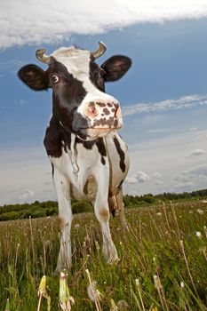 Funny,black and white spotted cow  with squinty eyes staying in a meadow