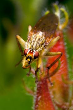 Orange fly with red eyes sitting on the orange plant in a green background