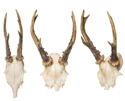 Animal Skull with Horns, isolated on white background.