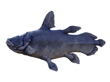 Mawsonia is an extinct lobe-finned predatory fish that lived in the seas of the Triassic Period.