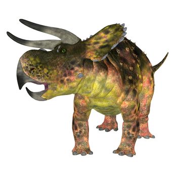 Nasutoceratops was a herbivorous Ceratopsid dinosaur that lived in Utah, USA during the Cretaceous Period.