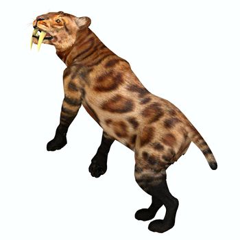 The Saber-tooth Tiger was a predatory cat that lived in North America during the Pleistocene Period.