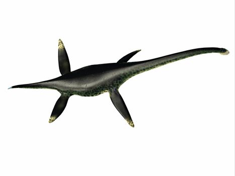 Styxosaurus was a predatory marine Plesiosaur reptile that lived in the seas of North America during the Cretaceous Period.