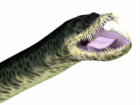 Styxosaurus was a predatory marine Plesiosaur reptile that lived in the seas of North America during the Cretaceous Period.