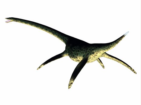 Styxosaurus was a predatory marine Plesiosaur reptile that lived in the seas of North America during the Cretaceous Period.