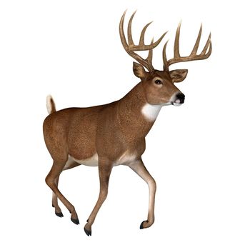 The Whitetail deer is a herbivorous ruminant mammal that lives in North and South America in herds.