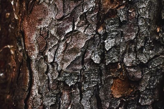 Natural wood, tree texture as wooden background, environment and nature closeup