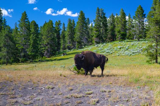 The bison in Yellowstone National Park, Wyoming. USA.  The Yellowstone Park bison herd in Yellowstone National Park is probably the oldest and largest public bison herd in the United States.