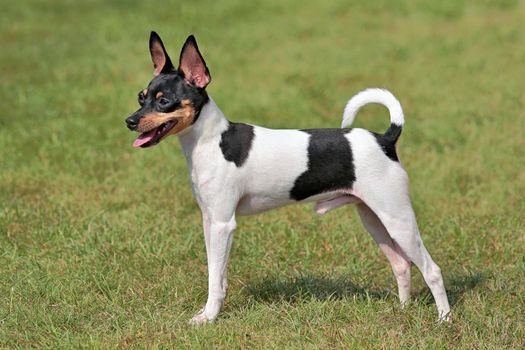 The typical portrait of Toy Fox Terrier in the spring garden