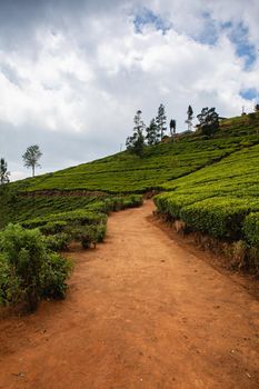 Nuwara Eliya tea plantation in Sri Lanka. Nuwara Eliya is the most important place for tea plantation and production in Sri Lanka.