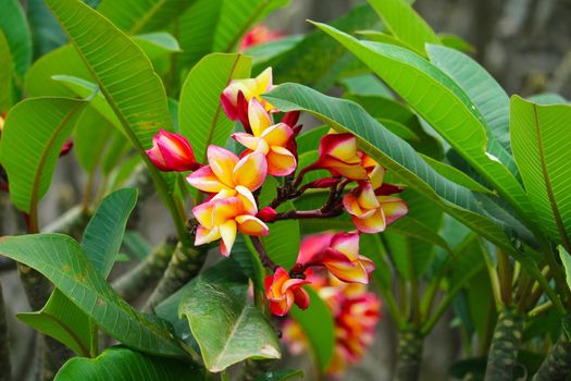 Plumeria red yellow white flower and frangipani floral, Plumeria Flower buds and green leaves background in the garden