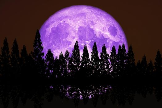 reflection super corn planting purple  moon rise back top pine clear cloud on the night sky