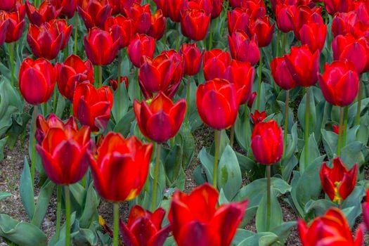 Spring background with beautiful yellow tulips