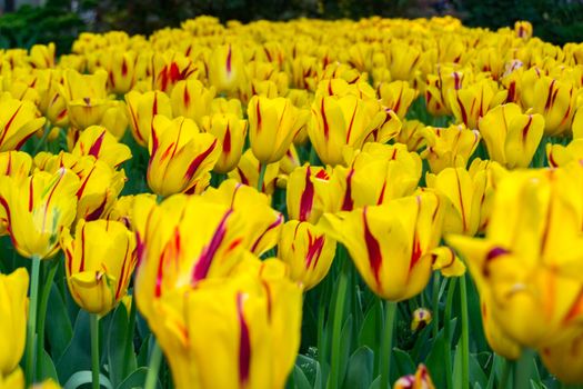 Spring background with beautiful yellow tulips