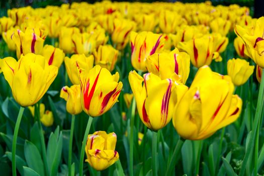 Spring background with beautiful yellow tulips