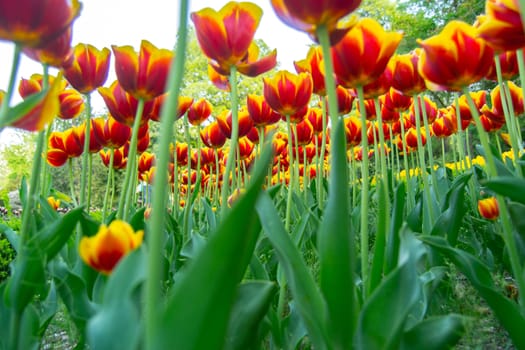 Spring background with beautiful yellow tulips
