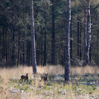 two roe deer in early spring forest with pricked ears stand in high grass