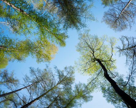 looking up to birch and larch trees with fresh spring leaves against blue sky