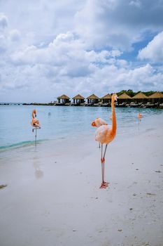 Aruba beach with pink flamingos at the beach, flamingo at the beach in Aruba Island Caribbean. A colorful flamingo at beachfront