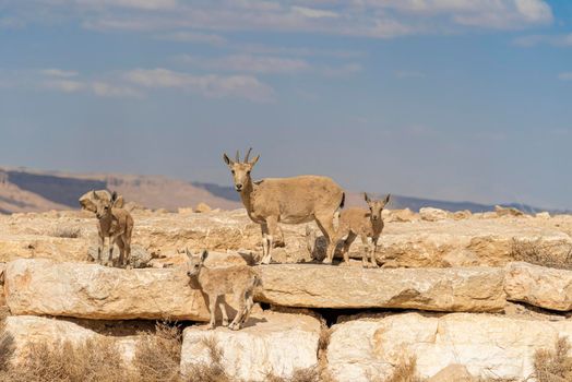 Capra ibex nubiana, Nubian Ibexes family near Mitzpe Ramon. High quality photo