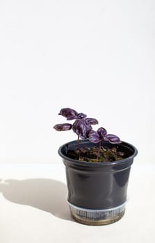 Young, Italian purple basil in a black pot on a white background. The shadow of the light. Healthy food, salad dressing. Basil seedlings in the ground and pot on the windowsill