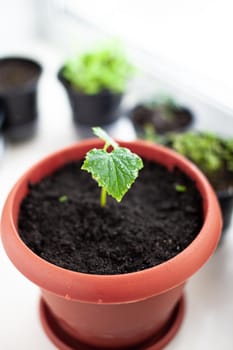 Seedlings of cucumbers in pots near the window, a green leaf close-up. Growing food at home for an ecological and healthy lifestyle. Growing seedlings at home in the cold season