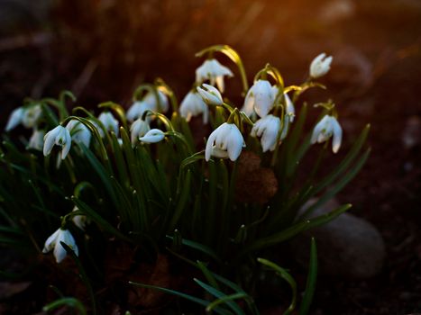 White buds of snowdrops bent to ground at sunset. Selective focus