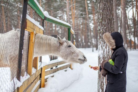 A woman feeds a horse in the zoo in winter. The horse has poked its head through the fence and is eating