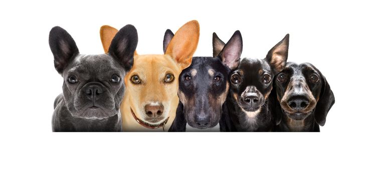 team group row of many dogs  isolated on white background