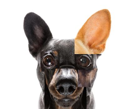 crazy funny puzzle head of couple of different dogs together and confusing , isolated on white background