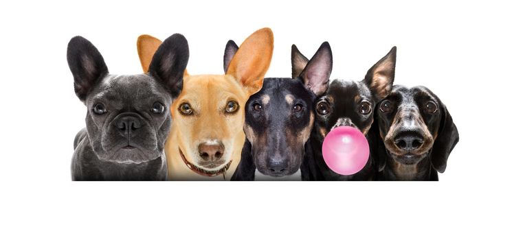 team group row of many dogs  isolated on white background, chewing bubble gum
