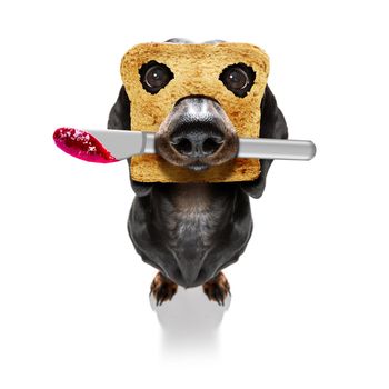 hungry  dachshund sausage  dog with toast for breakfast ready to start fresh the day with marmalade  knife in mouth