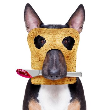 hungry  bull terrier  dog with toast for breakfast ready to start fresh the day, with marmalade  knife in mouth