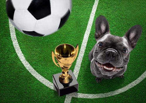 soccer french bulldog  dog playing with leather ball  , on football grass field