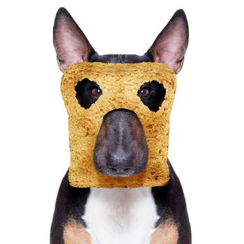 hungry  bull terrier  dog with toast for breakfast ready to start fresh the day