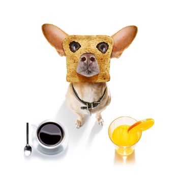 hungry  chihuahua dog with toast for breakfast ready to start fresh the day with coffee and orange juice