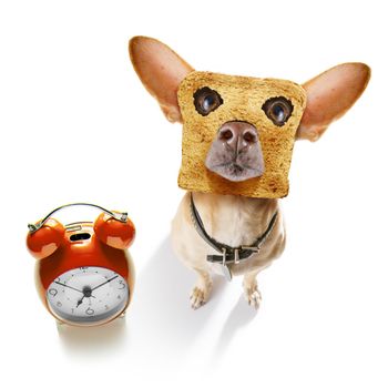 hungry  chihuahua dog with toast for breakfast ready to start fresh the day with alarm clock