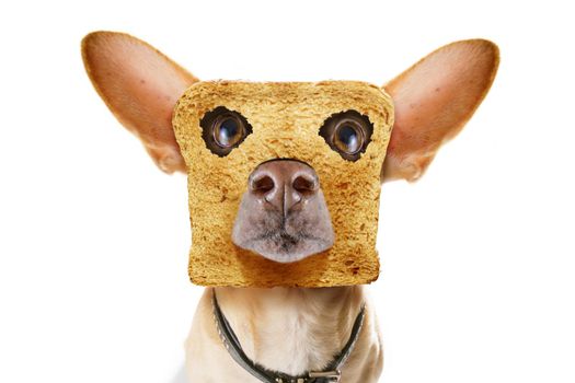 hungry  chihuahua dog with toast for breakfast ready to start fresh the day with coffee and orange juice
