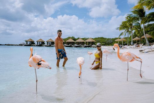 Aruba beach with pink flamingos at the beach, flamingo at the beach in Aruba Island Caribbean. A colorful flamingo at beachfront, couple men and woman on the beach mid age man and woman