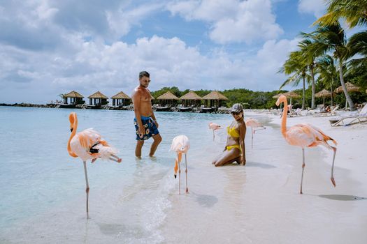 Aruba beach with pink flamingos at the beach, flamingo at the beach in Aruba Island Caribbean. A colorful flamingo at beachfront, couple men and woman on the beach mid age man and woman