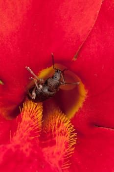 Phyllobius brown bug and brightly red flower with beautiful yellow stamens
