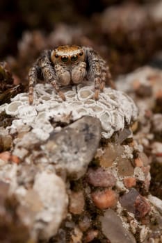 Jumping spider sitting on a white lichens