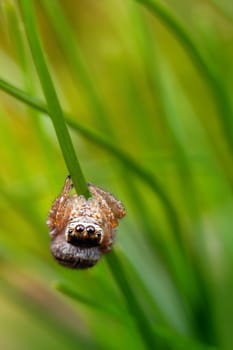 Jumping spider hanging on the thin green grass
