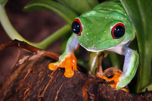 Red eyed tree frog on coconut nutshell