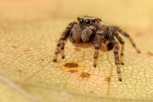 Jumping spider portrait on the yellow autumn leaf
