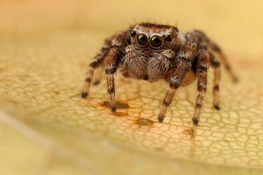 Jumping spider portrait on the yellow autumn leaf