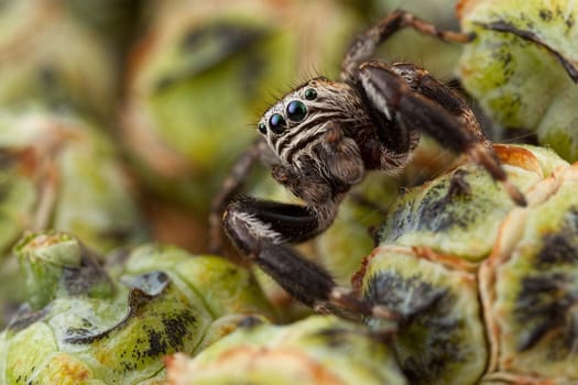 Jumping spider and thuja buds like a melons