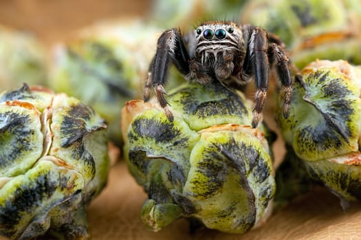 Jumping spider and thuja buds like a melons