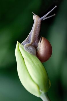 Nice  brown snail climb up on a green tulip