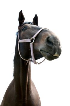 Wide angle, dark brown horse portrait on the white sky background